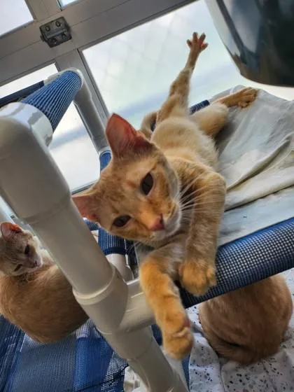 Scrappy Fka C thumbnail 2