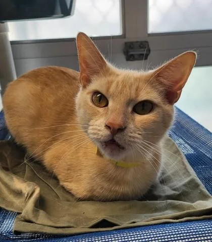 Scrappy Fka C thumbnail 3