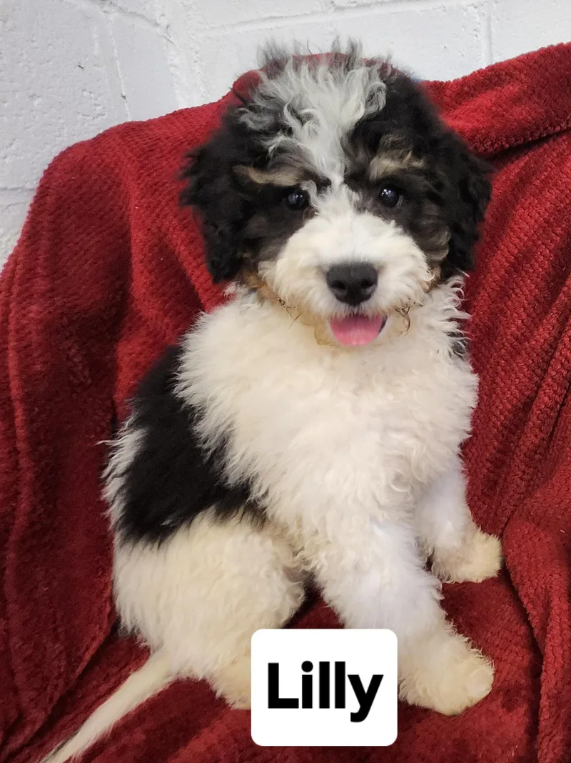 A baby medium-sized female Tricolor (Brown, Black, & White) Bernedoodle dog named Lilly mini Bernedoodle for adoption in Smithfield, PA