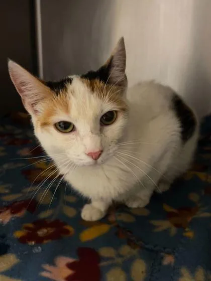 An adult small-sized female Domestic Short Hair cat named Snow Day for adoption in Spruce Pine, NC