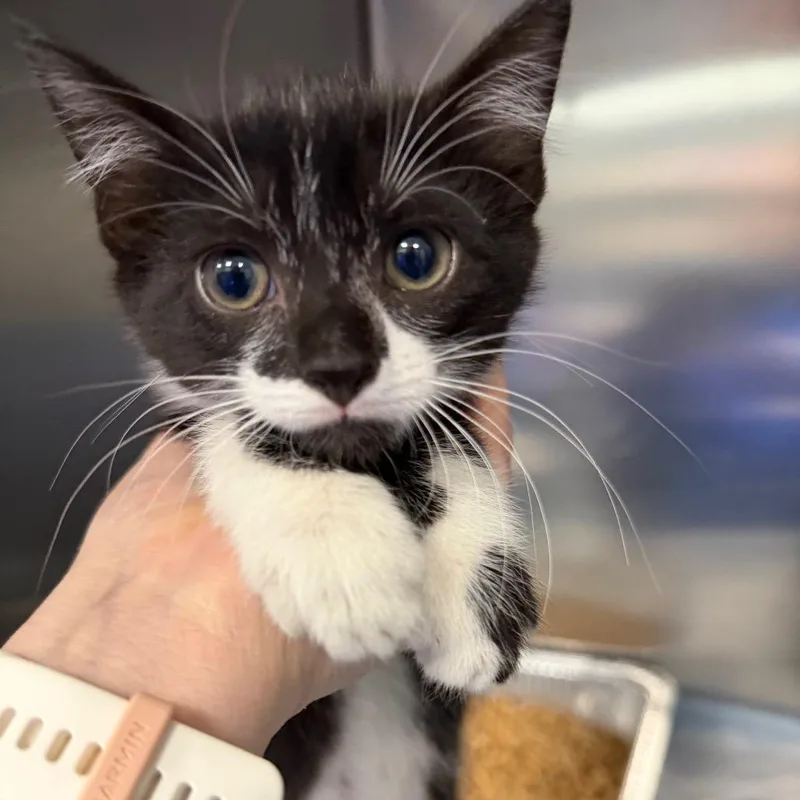 A baby small-sized female Black Domestic Short Hair cat named Tater Tots for adoption in Greensboro, NC