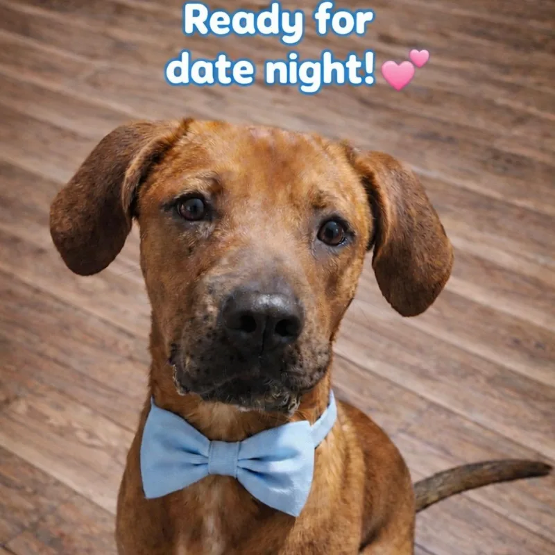 An adult medium-sized male Brown / Chocolate Rhodesian Ridgeback dog named Bucee Boo for adoption in Houston, TX