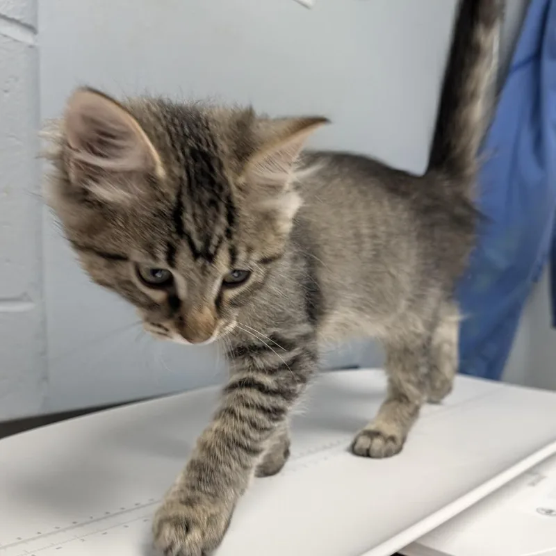 A baby small-sized male Brown / Chocolate Domestic Long Hair cat named Theodore for adoption in Indianapolis, IN
