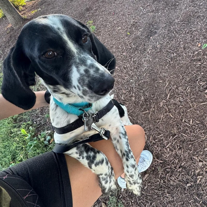 An adult medium-sized male Black German Shorthaired Pointer dog named Chess for adoption in Falls Church, VA