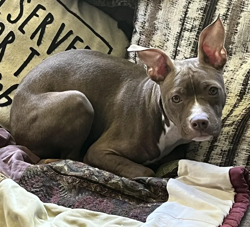 A baby medium-sized female Pit Bull Terrier dog named Hazel for adoption in Mendham, NJ