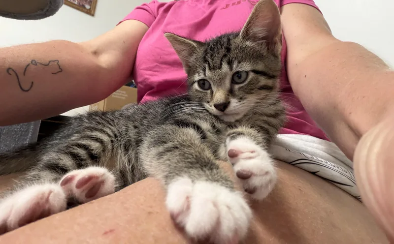 A baby medium-sized male Tabby (Gray / Blue / Silver) Domestic Short Hair cat named Timmy for adoption in Mechanicsburg, PA