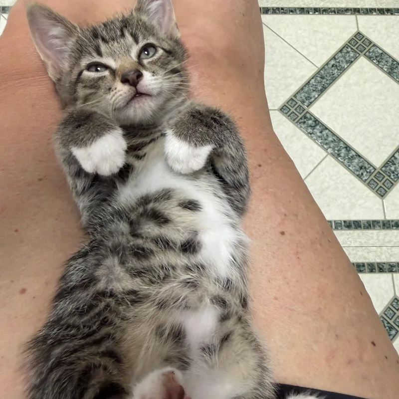 Timmy thumbnail 2
