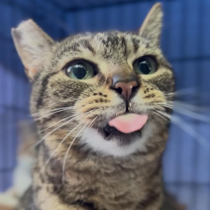 An adult small-sized female Brown / Chocolate Domestic Short Hair cat named Pippi for adoption in Pacific Palisades, CA