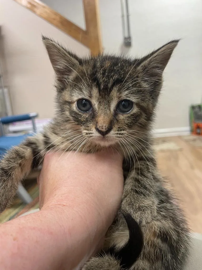 A baby small-sized female Domestic Long Hair cat named Bramble for adoption in Fort Oglethorpe, GA