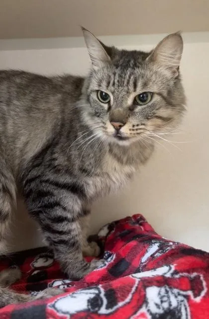 An adult small-sized female Domestic Short Hair cat named Luna for adoption in East Brookfield, MA