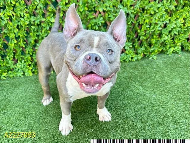 An adult large-sized female Mixed Breed dog named Shay for adoption in West Palm Beach, FL