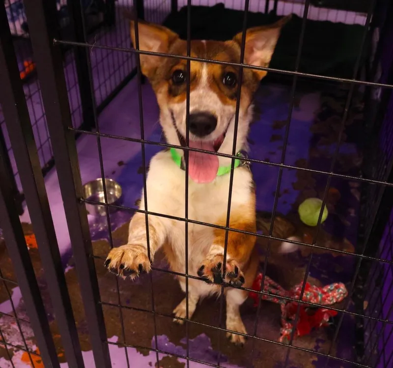 A young medium-sized male Corgi dog named Lidocaine $ for adoption in Milwaukee, WI