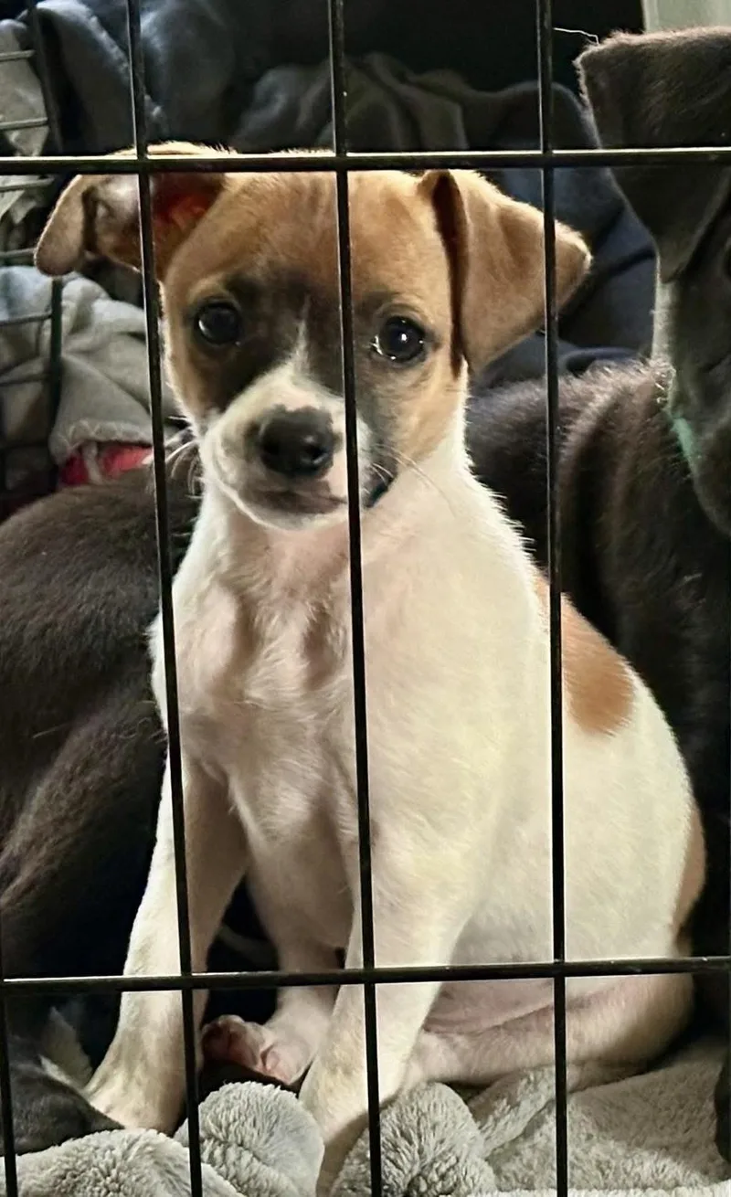 A baby small-sized female Jack Russell Terrier dog named Hyena for adoption in Marshall, NC