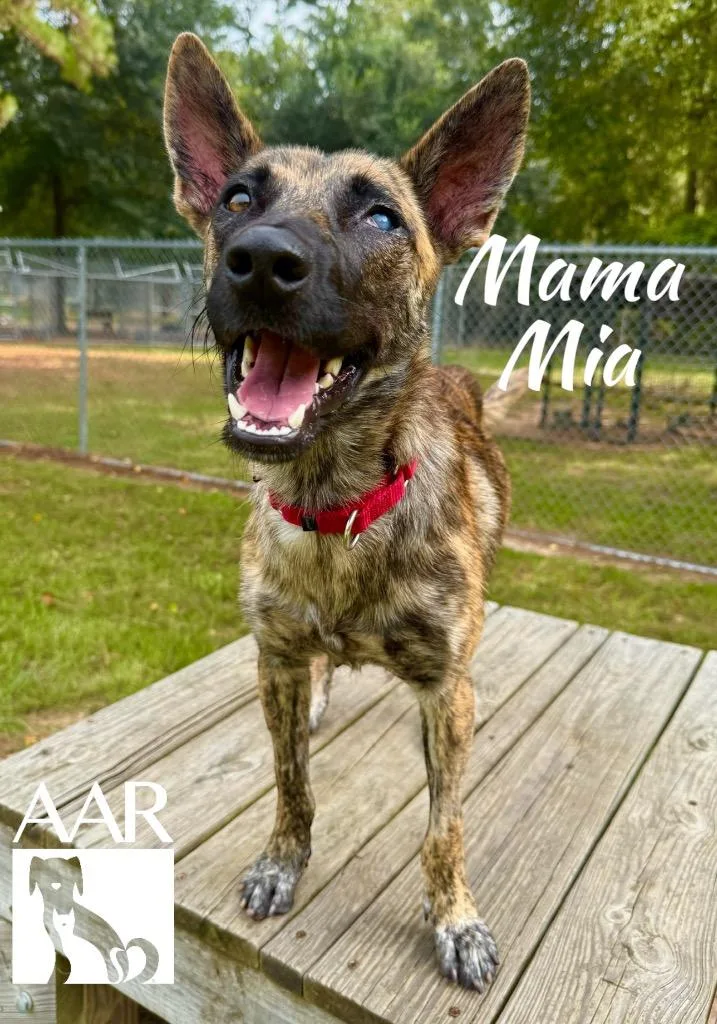 Mama Mia thumbnail 6