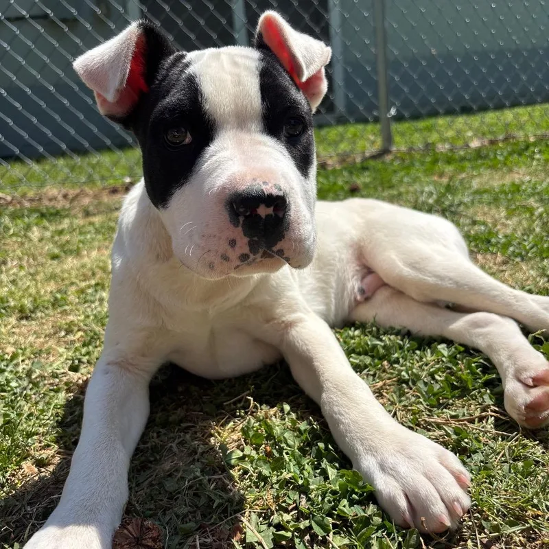 A baby small-sized male White / Cream Pit Bull Terrier dog named Niko for adoption in Roxboro, NC