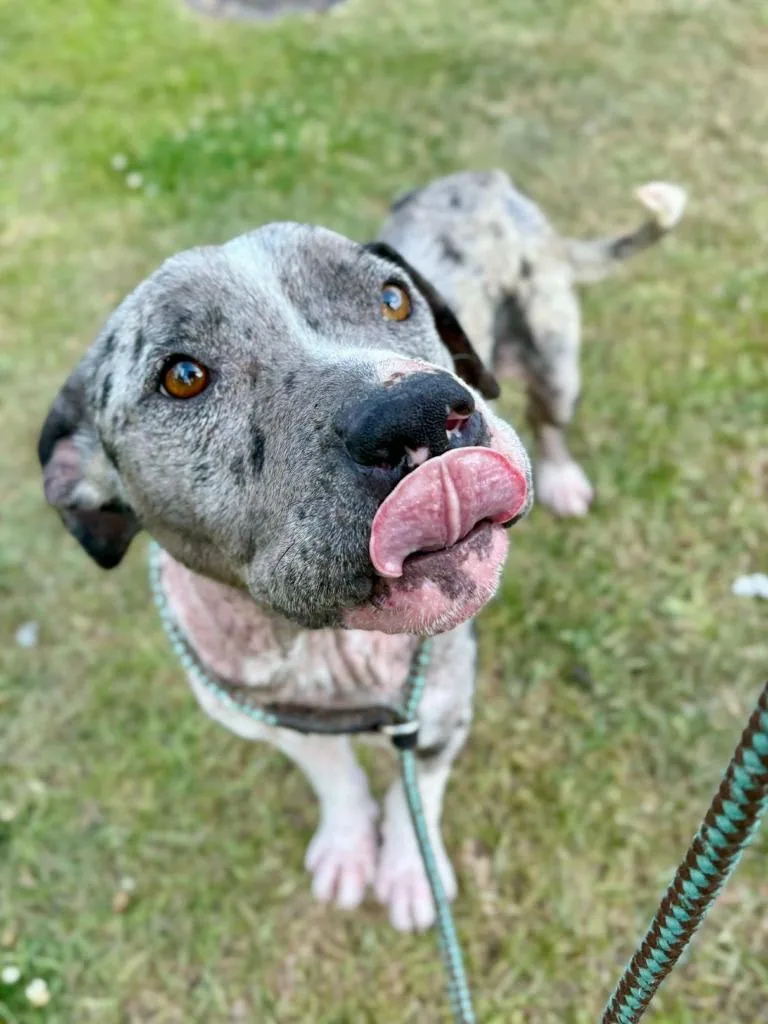 A young medium-sized male Pit Bull Terrier dog named Otter for adoption in New Bern, NC
