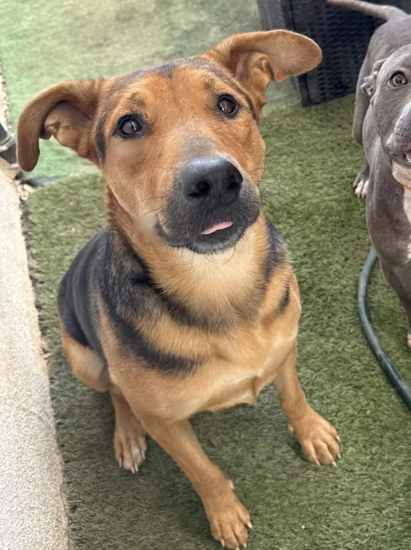 A young large-sized female German Shepherd Dog dog named Hunnie for adoption in Woodland Hills, CA