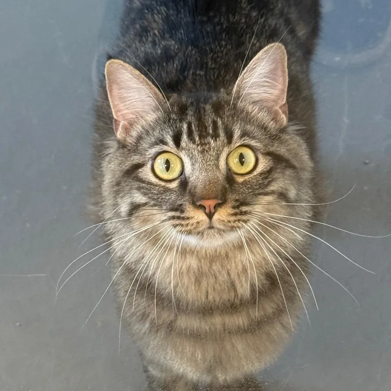 A young large-sized male Brown / Chocolate Domestic Medium Hair cat named Bazooka for adoption in Rifle, CO