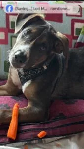A young medium-sized male Mixed Breed dog named Clooney for adoption in Appleton, WI
