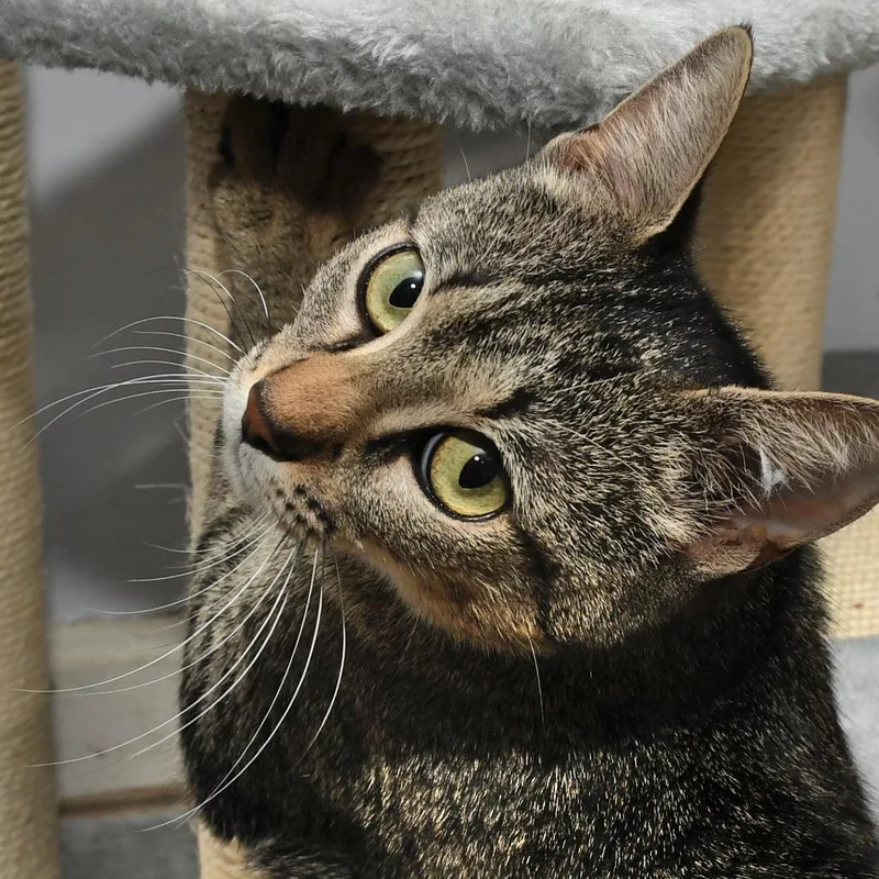 An adult medium-sized female Gray / Blue / Silver Domestic Short Hair cat named Lacy for adoption in Natick, MA