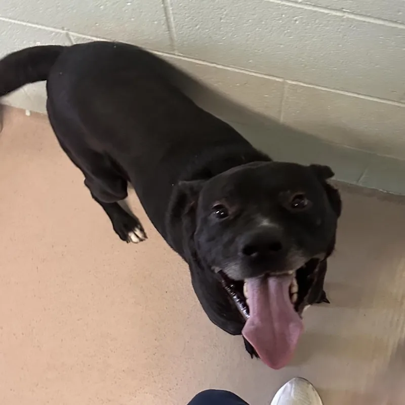 A senior medium-sized male Black Mixed Breed dog named Hunter for adoption in Vineland, NJ