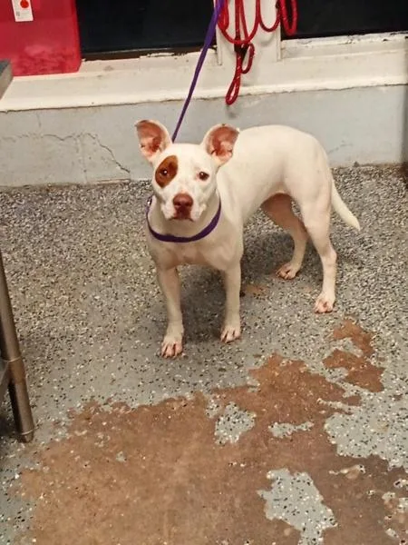 A young large-sized female Pit Bull Terrier dog named Donut for adoption in Mobile, AL