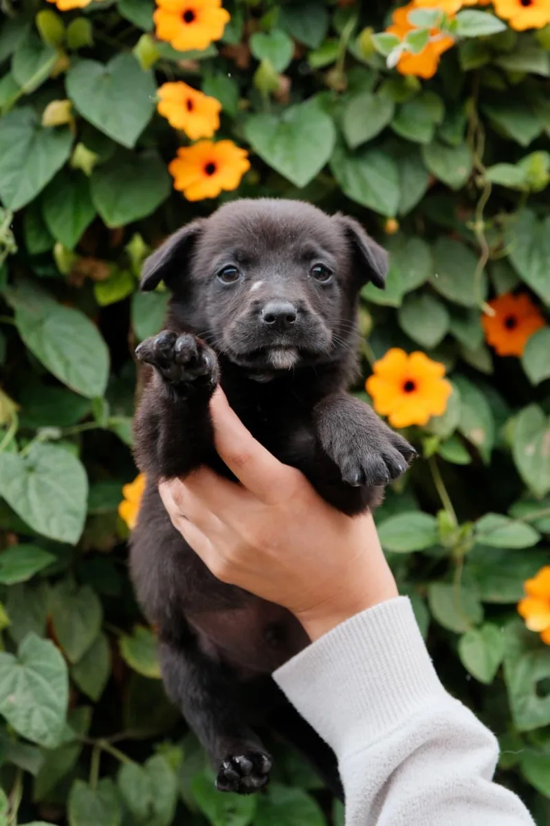 A baby medium-sized male Labrador Retriever dog named Cheddar for adoption in San Diego, CA