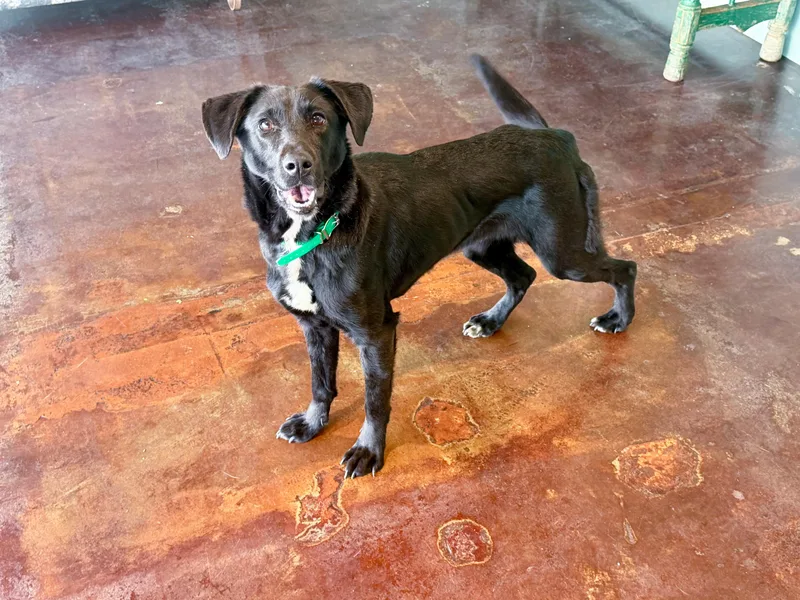 A young medium-sized female Black Labrador Retriever dog named Maya for adoption in San Antonio, TX