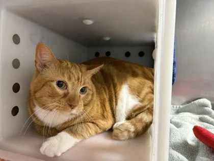 An adult large-sized male Domestic Short Hair cat named Gizmo for adoption in Daytona Beach, FL