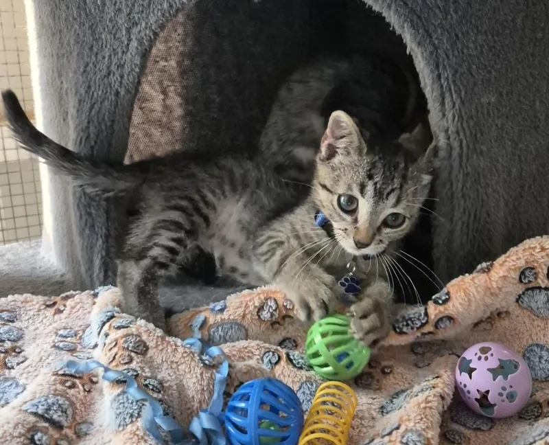 A baby small-sized male Gray / Blue / Silver Domestic Short Hair cat named Hunter for adoption in Salisbury, NC