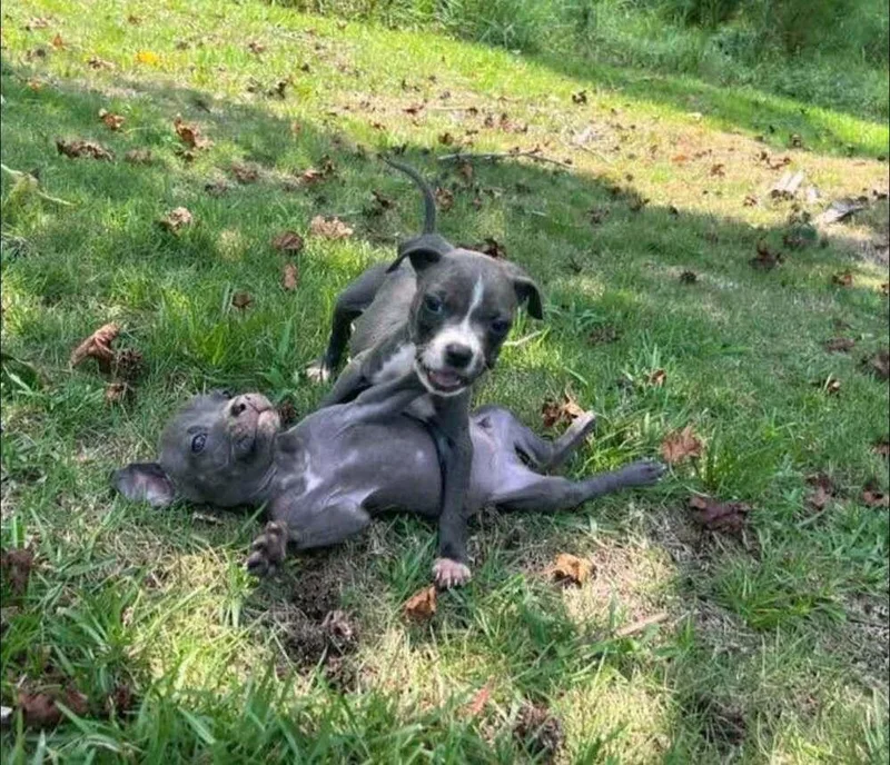 A baby large-sized male Gray / Blue / Silver American Bulldog dog named Murphy for adoption in Troy, AL