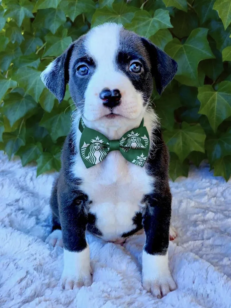 A baby medium-sized male Black American Staffordshire Terrier dog named Dark Roast for adoption in Corona Del Mar, CA