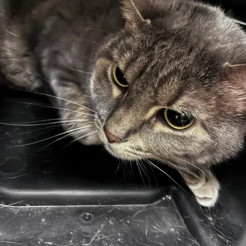 An adult large-sized female Tabby (Gray / Blue / Silver) Domestic Short Hair cat named Hulu for adoption in Evanston, IL