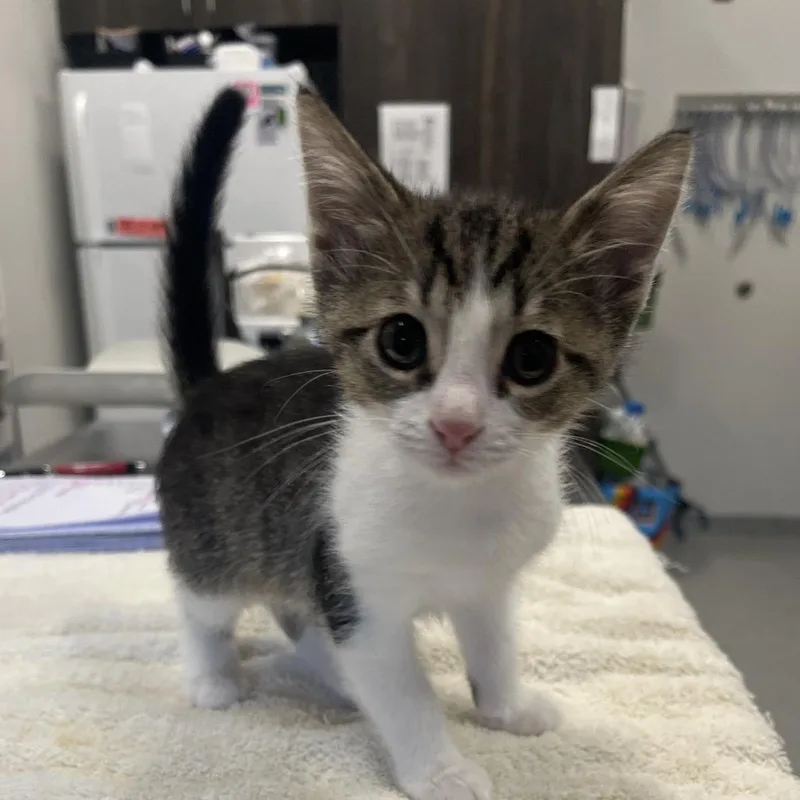 A baby small-sized female Brown / Chocolate Domestic Short Hair cat named Glenda for adoption in Hinsdale, IL