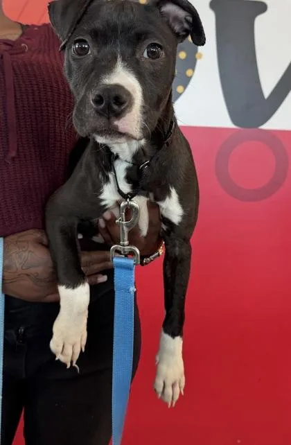A baby medium-sized female Mixed Breed dog named Cataleya for adoption in West Chester, PA