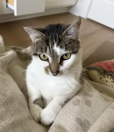 A young medium-sized female Tabby (Gray / Blue / Silver) Domestic Short Hair cat named Belle for adoption in Smithfield, NC
