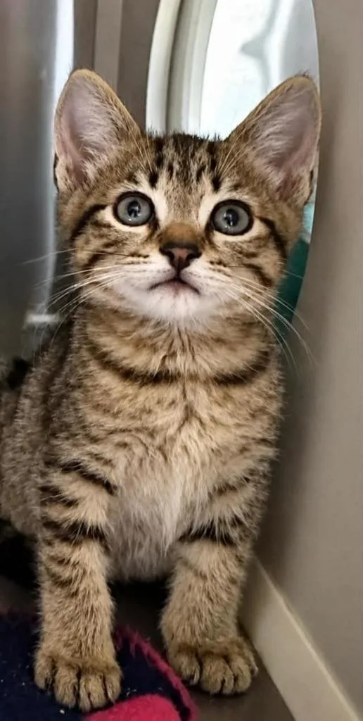 A baby small-sized male Domestic Short Hair cat named Clarence Augustus for adoption in Columbia, TN