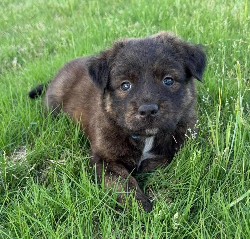 A baby medium-sized male Brindle Border Collie dog named Hagrid for adoption in Kiowa, OK