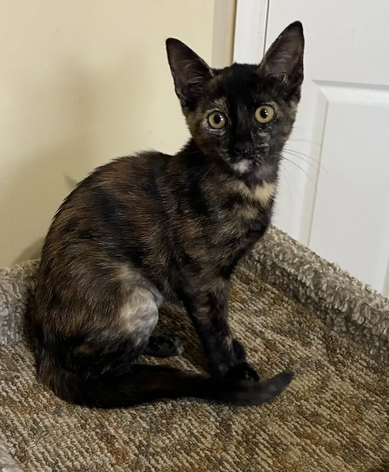 A baby small-sized female Domestic Short Hair cat named Amber for adoption in Hudson, NH