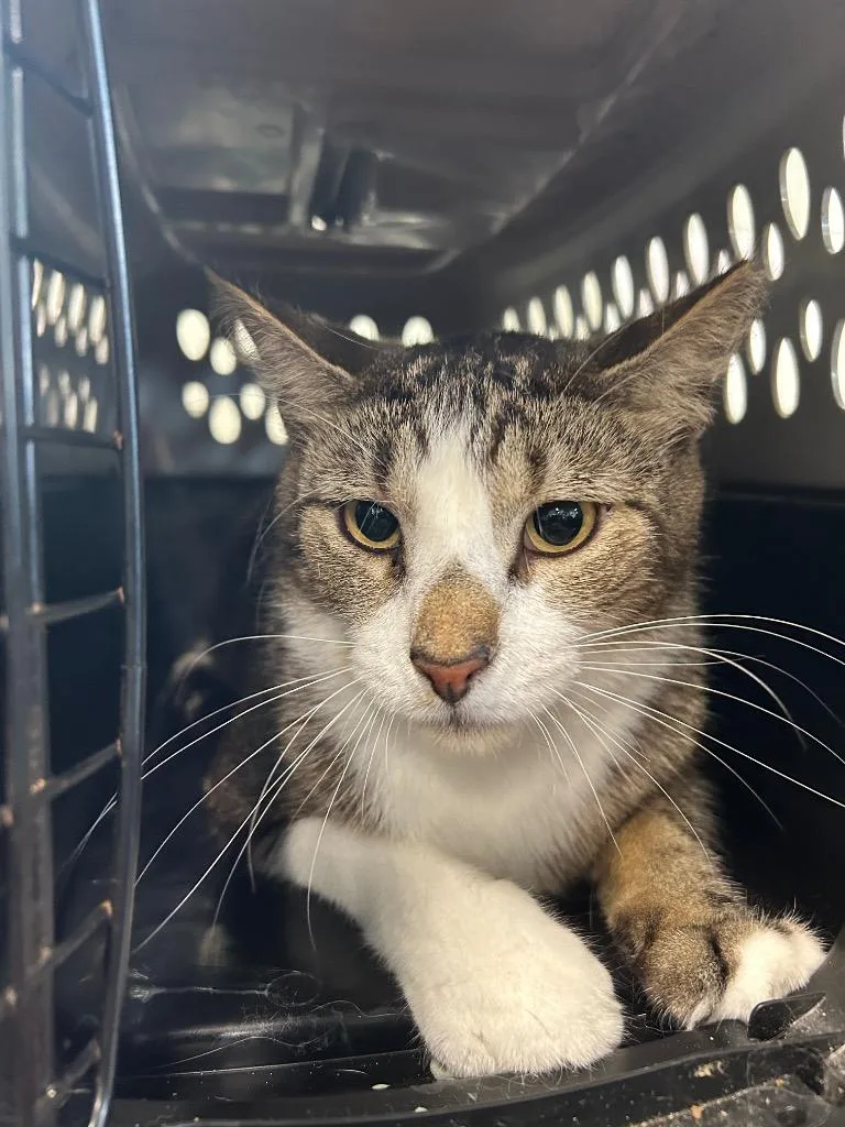 A young medium-sized female Domestic Short Hair cat named Shining Star for adoption in Gautier, MS