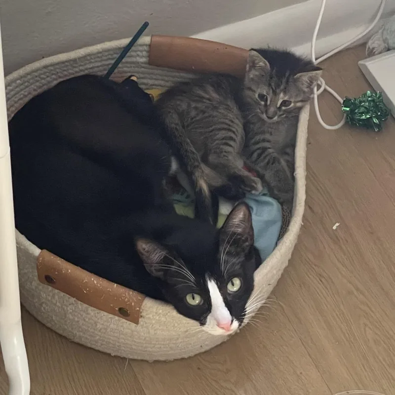 A baby small-sized female Brown / Chocolate Domestic Short Hair cat named Lilith for adoption in Austin, TX