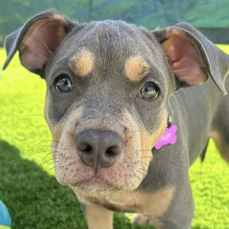 A baby medium-sized male Tricolor (Brown, Black, & White) American Staffordshire Terrier dog named Ash for adoption in Citrus Heights, CA