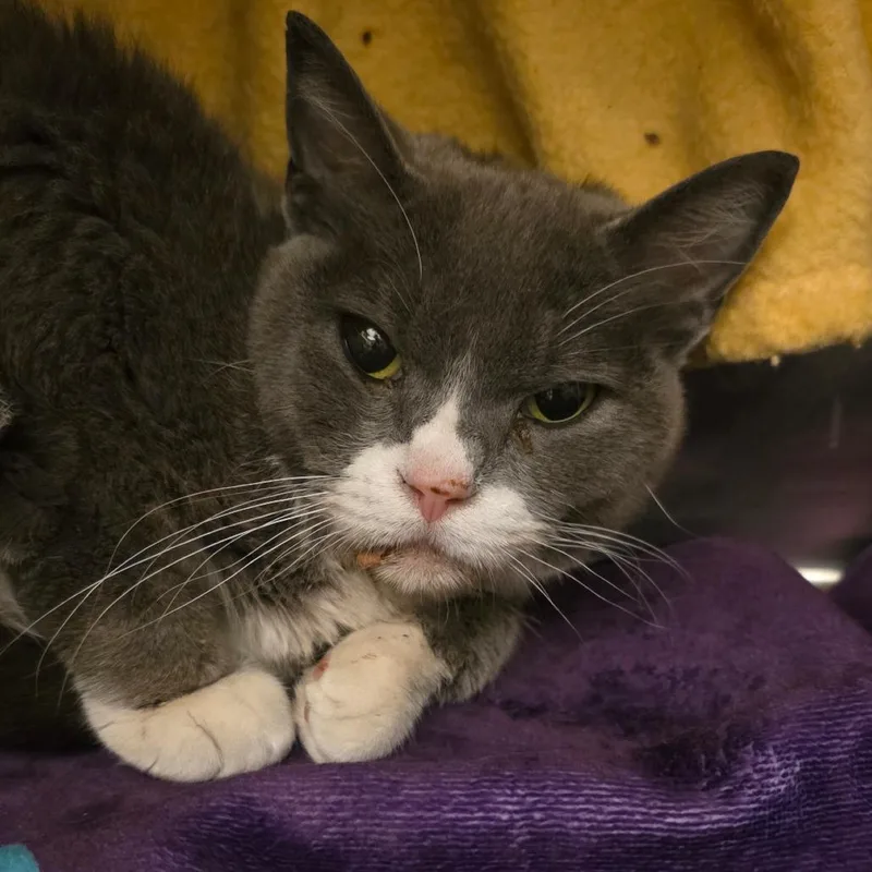 A senior medium-sized female Gray / Blue / Silver Domestic Short Hair cat named Mila for adoption in Council Bluffs, IA