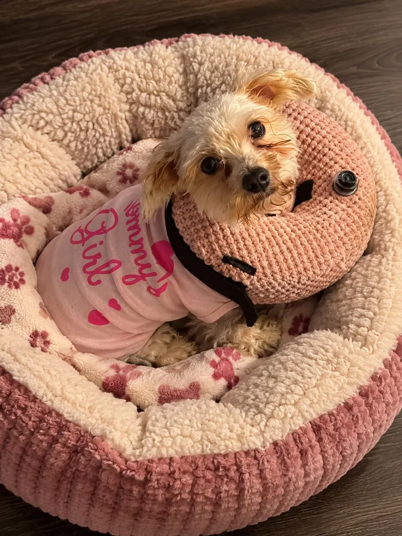 An adult small-sized female Maltese dog named Lilly for adoption in Blacksburg, VA