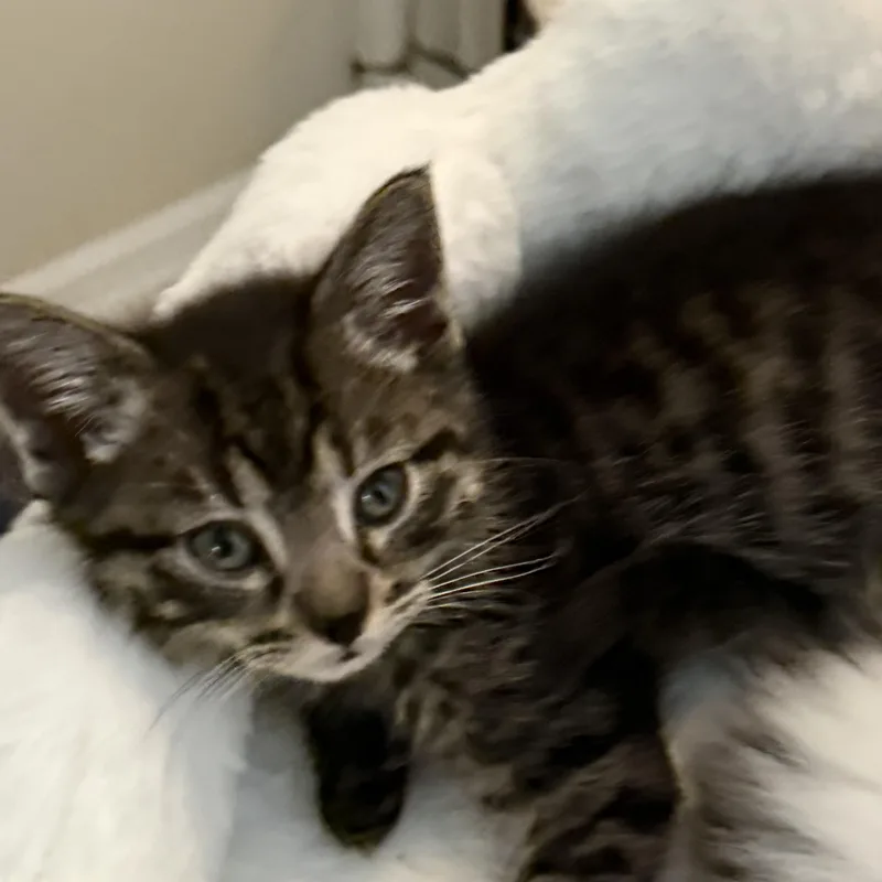A baby medium-sized female Tabby (Brown / Chocolate) Domestic Short Hair cat named Lily for adoption in jacksonville, FL