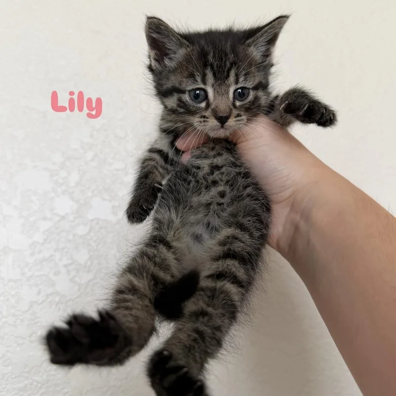 Lily thumbnail 4