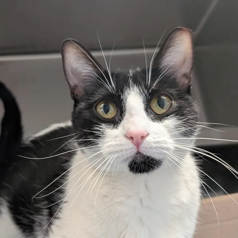 An adult medium-sized female Black Domestic Short Hair cat named Quimby for adoption in West Olive, MI