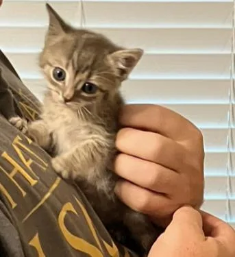 A baby medium-sized male Domestic Medium Hair cat named Graymalkin for adoption in Blairsville, GA