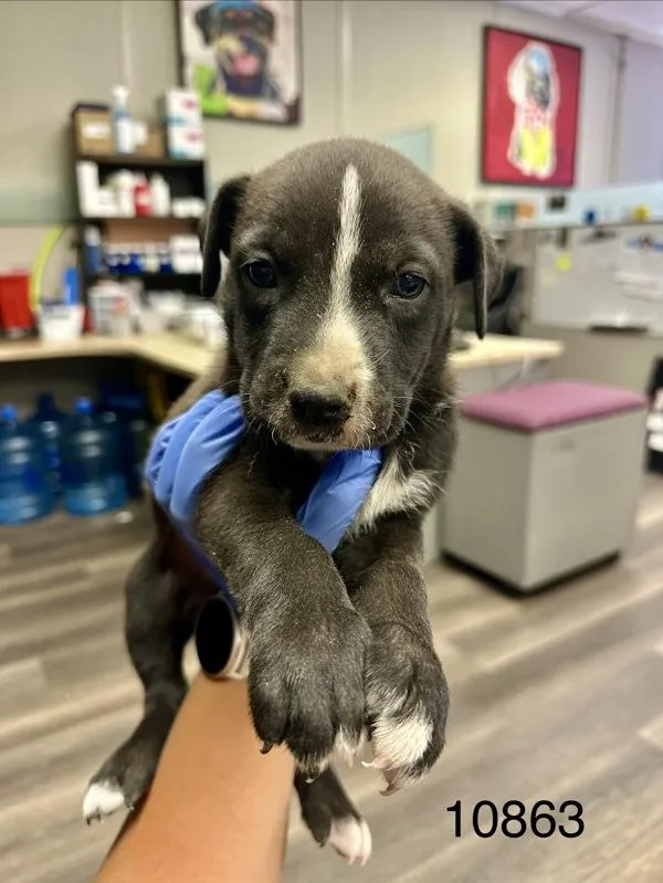 A baby medium-sized male Shepherd dog named Tuesday for adoption in Victorville, CA