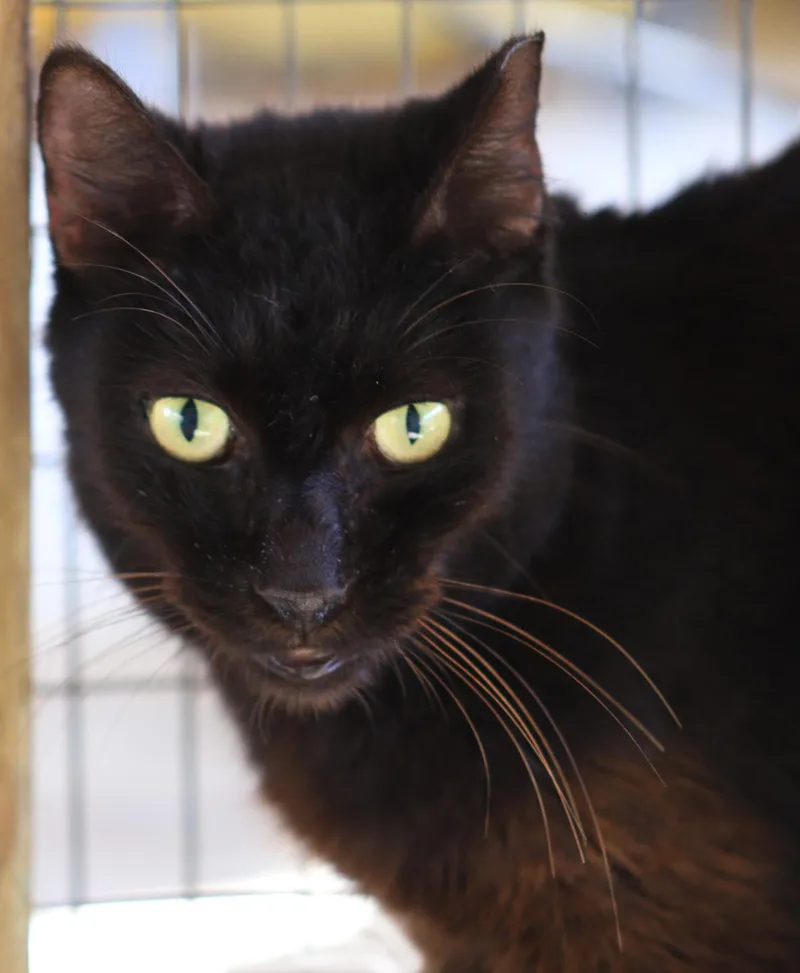 Josephine thumbnail 2